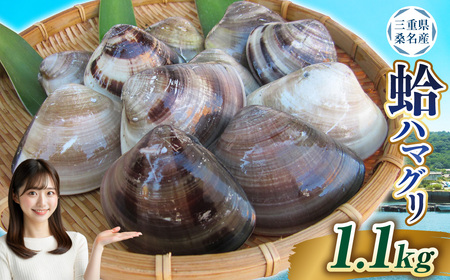 【指定日必須】 【価格改定中】 丸元水産 桑名産蛤 （ハマグリ） 1.1kg はまぐり 魚介 貝 魚貝 活はまぐり 焼きはま 海鮮 網焼き 酒蒸し お吸い物 パエリア パスタ 【2025年9月下旬から2026年6月下旬発送予定】