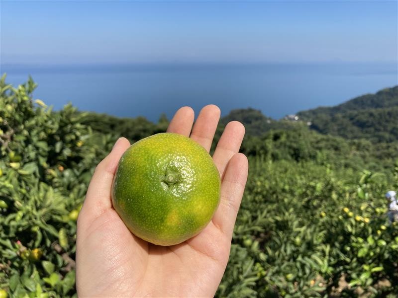 極早生みかん 2kg  農園直送 先行予約 【9月中旬以降発送】 愛媛 数量限定 愛媛県産 人気 柑橘 伊予市｜A97
