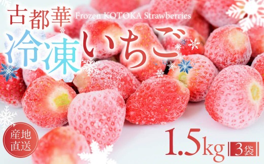 【数量限定】古都華 の 冷凍いちご（古都華） 大ちゃんの厳選いちご 奈良ブランド苺 イチゴ 大粒 旬 産地直送 フレッシュ フルーツ 果物 国産 ベリー 冷凍 人気苺 ふるさと納税苺 ふるさと苺 fu