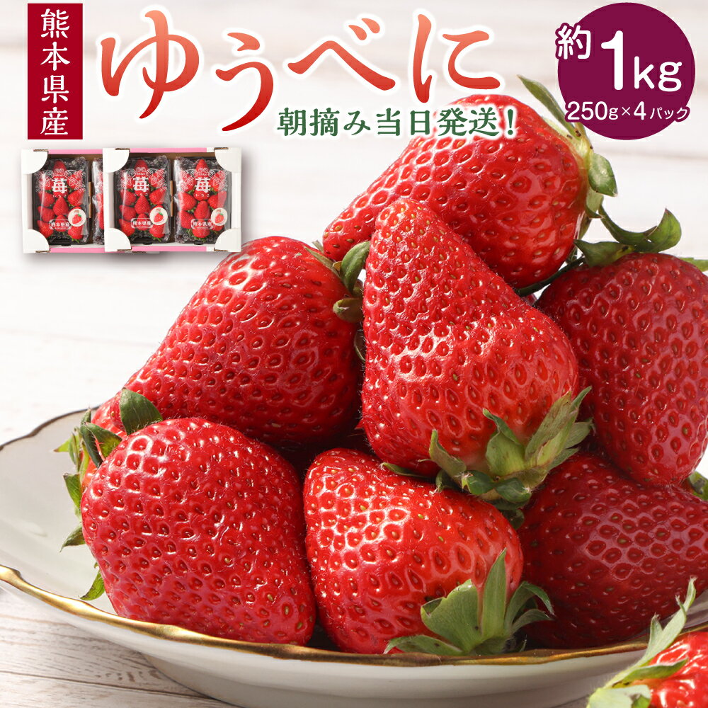 【ふるさと納税】朝摘み当日発送！熊本県産いちご（ゆうべに） 約1000g (250g×4パック）フルーツ 果物 いちご 苺 熊本県ブランド品種 九州 熊本県 送料無料 【2026年1月上旬発送開始】