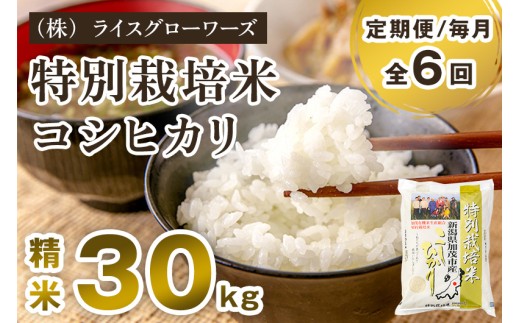 【令和7年産コシヒカリ】【定期便6ヶ月毎月お届け】新潟県加茂市産 特別栽培米コシヒカリ 精米30kg（5kg×6）《順次出荷》 従来品種コシヒカリ 新潟県産コシヒカリ 新潟産コシヒカリ 新潟コシヒカリ 新潟県産こしひかり 新潟産こしひかり 新潟こしひかり コシヒカリ こしひかり お米 白米 米 定期便 （株）ライスグローワーズ
