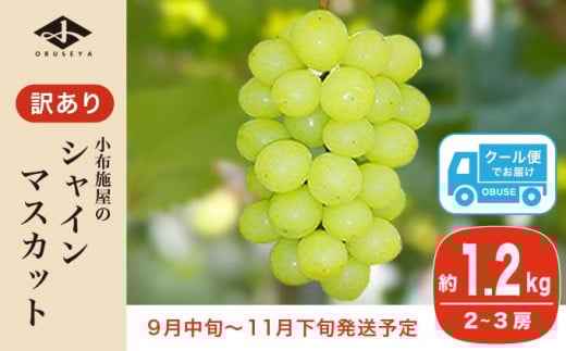 
            【訳あり】シャインマスカット 約1.2kg 2～3房 ［小布施屋］数量限定 期間限定 家庭用 規格外 不揃い 傷 果物 フルーツ ぶどう 葡萄 ブドウ クール便 冷蔵便 生産者応援・支援品 長野県産 信州産 令和7年産 【2025年9月中旬～11月下旬発送】 ［A-228］
          