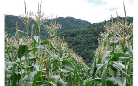 【先行予約】【2025年８月初め～８月末発送】新鮮！朝どれトウモロコシ【10本入】 ※北海道・沖縄・離島への配送不可 ※着日指定不可  DSV005