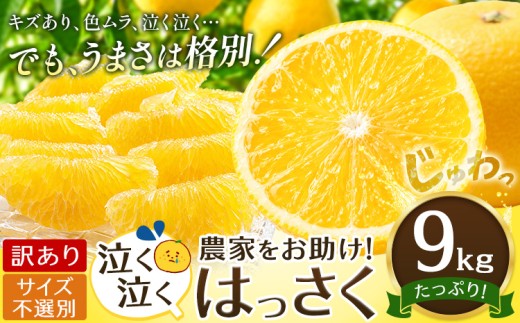 八朔 はっさく 訳あり サイズ不選別 9kg 《2027年2月上旬-2月下旬頃出荷》八朔 柑橘 果物 フルーツ 柑橘類 規格外 傷あり 送料無料 徳島県 美馬市