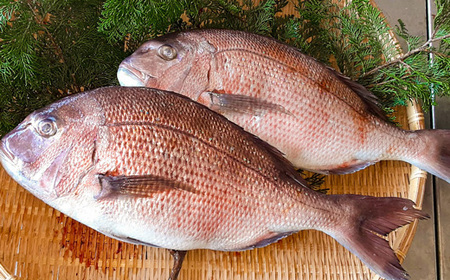 すくも湾の養殖『ブリと真鯛』贅沢セット