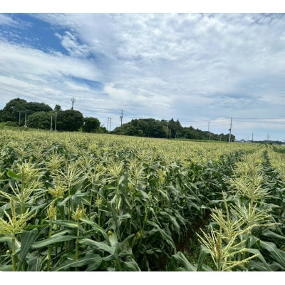 【2026年6月〜7月順次発送】とうもろこし 30本 甘々娘(A品) 朝採り スイートコーン【配送不可地域：離島・北海道・沖縄県・東北・中国・四国・九州】【1713801】