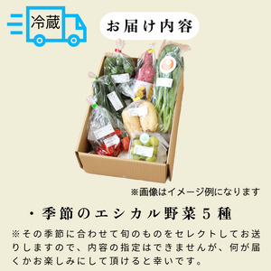 野菜 ５種セット 旬の野菜 詰め合わせ おまかせ 新鮮 採れたて 産地直送
