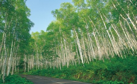 日本一の白樺美林平庭高原国産天然はちみつ（百花・とち）600ｇ×2本セット