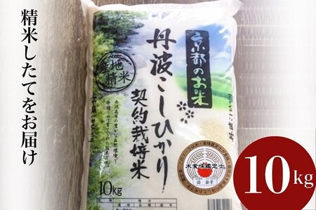 米 コシヒカリ 10kg 精米 白米