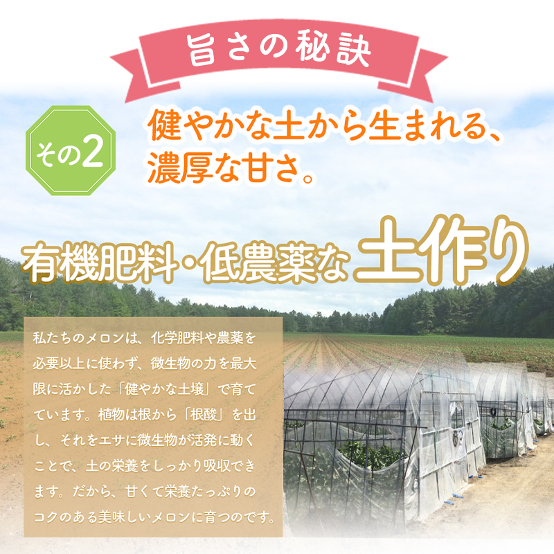 【2026年夏発送】北海道 富良野 メロン 2Lサイズ 1.5kg以上×1