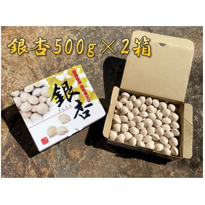 ふるさと納税 稲沢市 祖父江産こだわりの大粒銀杏【500g×2箱】