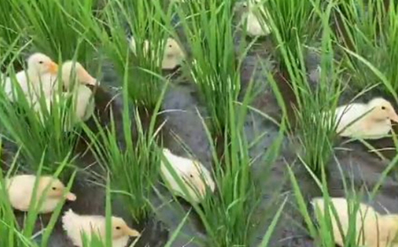 570 コシヒカリ 4kg ファームランドさいとう