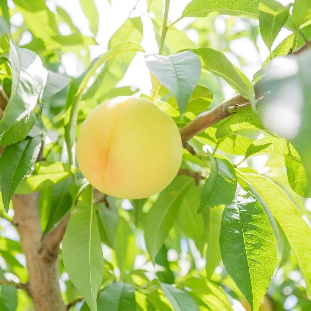 桃 おかやまの桃 ご家庭用 大玉 岡山県産 桃【3玉 約900g】【先行予約】
