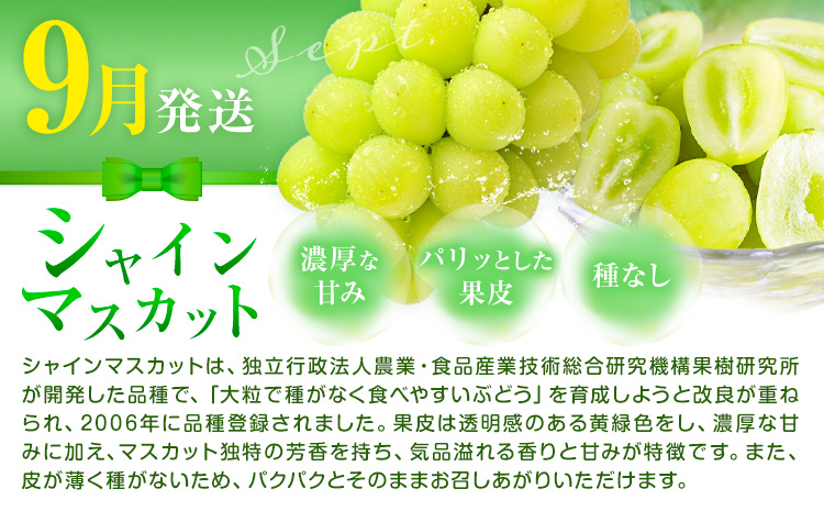 岡山県産 厳選 フルーツ 定期便 2回 シャインマスカット 新高梨 計3.1kg前後 株式会社藍《9月上旬-10月下旬頃出荷》 岡山県 浅口市 岡山県産 シャインマスカット 新高梨 梨 旬 フルーツ 