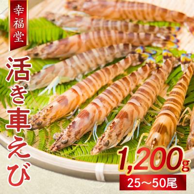 ふるさと納税 天草市 【指定日必須】【鮮度抜群】厳選・幸福堂の活き車えび(1,200g)_S005-003