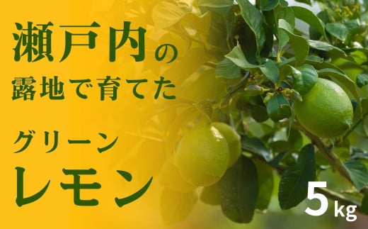 [予約] 10〜11月発送 瀬戸内の露地グリーンレモン約5kg 皮まで丸ごと食べられる ワックス不使用 防腐剤不使用 安心 広島 大崎上島 せとうち 檸檬 柑橘 健康 ビタミンC クエン酸