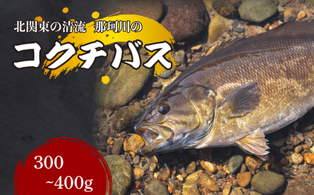 コクチバス 北関東の清流「那珂川産」300～400g 冷凍 | 天然 天然 天然 天然 天然