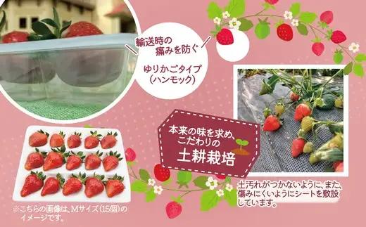 完熟で香り高い！秋田のイチゴ 2パック ＜揺りかごパック＞　 90P3403【ひない渡辺農園しどけ村】