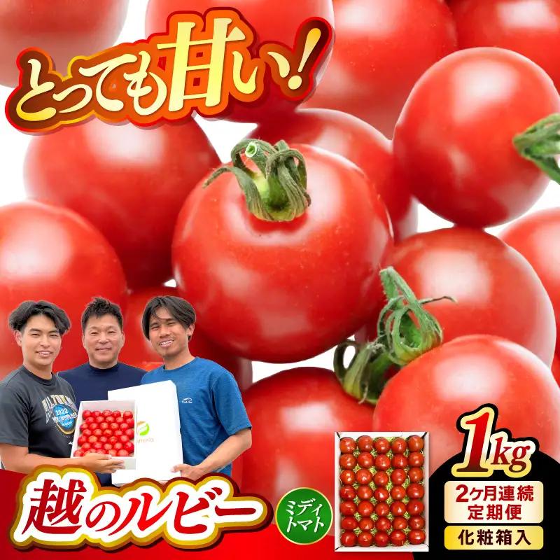 定期便 2ヶ月連続お届け フルーツトマト 越のルビー 1kg（10月～11月） 化粧箱入り 2026年10月上旬以降順次発送 とまと 野菜 [A-19106]