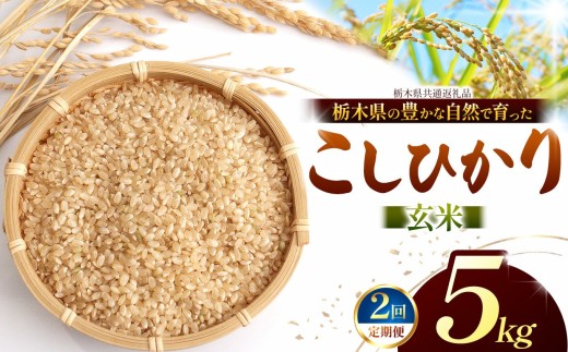 【先行予約】【定期2回】 こしひかり（玄米）約 5kg 栃木県共通返礼品｜コシヒカリ 米 玄米 おいしい お米 こめ おこめ  国産 ごはん ご飯 白飯 米 おこめ 限定 ランキング 人気  ふるさと 納税 栃木県 那珂川町 送料無料