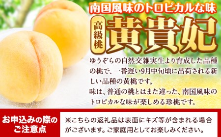 桃 もも 黄貴妃 約2kg 5-7玉入り 嶋農園《2026年9月上旬-9月末頃出荷》 和歌山県 紀の川市 桃 もも モモ フルーツ 果物 送料無料