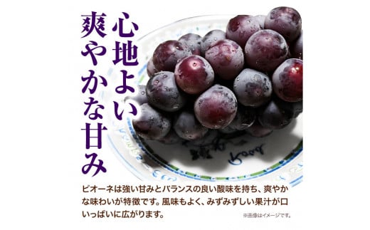 先行予約 岡山県産 ニューピオーネ （1房680g以上） 1房入り 種無し ぶどう 令和8年産先行受付《2026年9月中旬-10月下旬頃出荷》【配送不可地域あり】H-33b