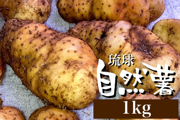 
無農薬栽培 自然薯（亀岡産クーガ芋）1kg 期間限定《いも 芋 山芋 琉球自然薯》
