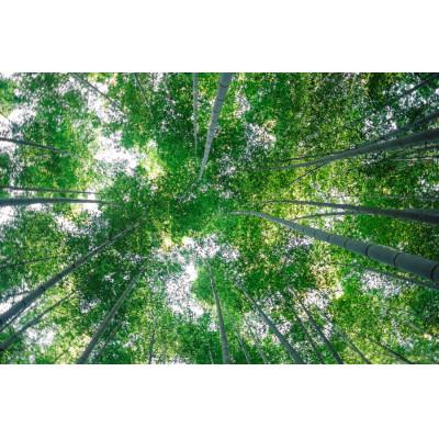 ふるさと納税 小山市 純国産おやまメンマ思いの竹　穂先　200g×5パック |  | 01