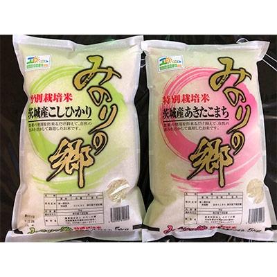 ふるさと納税 潮来市 新米【計10kgセット】みのりの郷　令和7年産特別栽培米こしひかり・あきたこまちセット〈精米〉