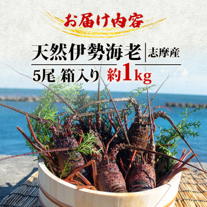 伊勢海老 5尾 1kg 天然 志摩産 伊勢エビ 海老 エビ 人気 刺身 刺し身 味噌汁 海鮮 魚介類 産地直送 贈答 お歳暮 お祝い プレゼント 三重県 伊勢 志摩 50000円 5万円 五万円