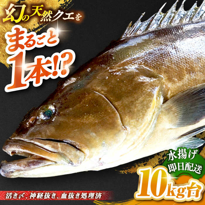 【ふるさと納税】天然クエ（10キロ台・丸もの） 《壱岐市》【壱岐島　玄海屋】[JBS048] クエ 魚 刺身 しゃぶしゃぶ 740000 740000円 74万円 のし プレゼント ギフト