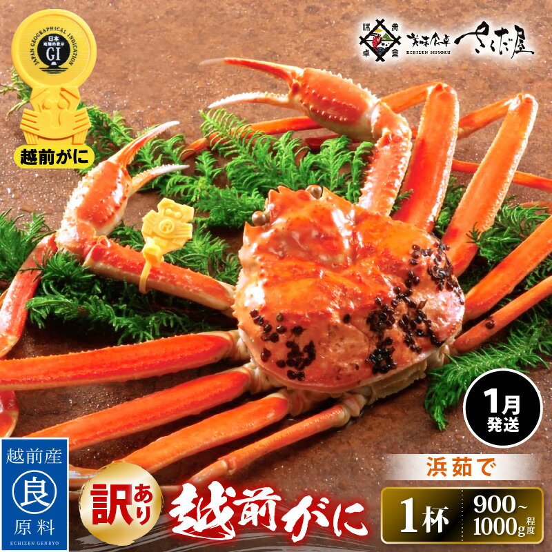 【ふるさと納税】【訳あり】≪浜茹で≫越前がに 約900g〜1.0kg × 1杯（茹で前重量）食べ方しおり付き【1月発送】【雄 ズワイガニ ずわいがに かに カニ 蟹 姿 ボイル 福井県】希望日指定可 備考欄に希望日をご記入ください [e04-x023_01]