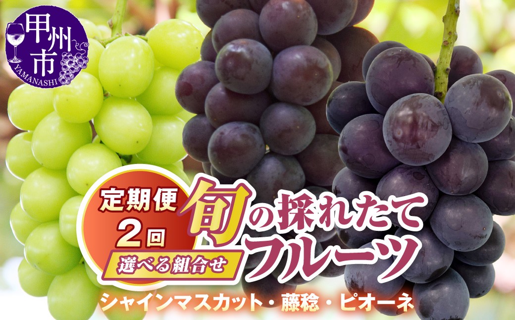
                  【定期便】旬の採れたて2回定期便（藤稔・ピオーネ・シャインマスカット）【2026年発送】（HO）【藤稔 ピオーネ シャインマスカット 葡萄 ぶどう ブドウ 令和8年発送 期間限定 山梨県産 甲州市 フルーツ 果物】
                