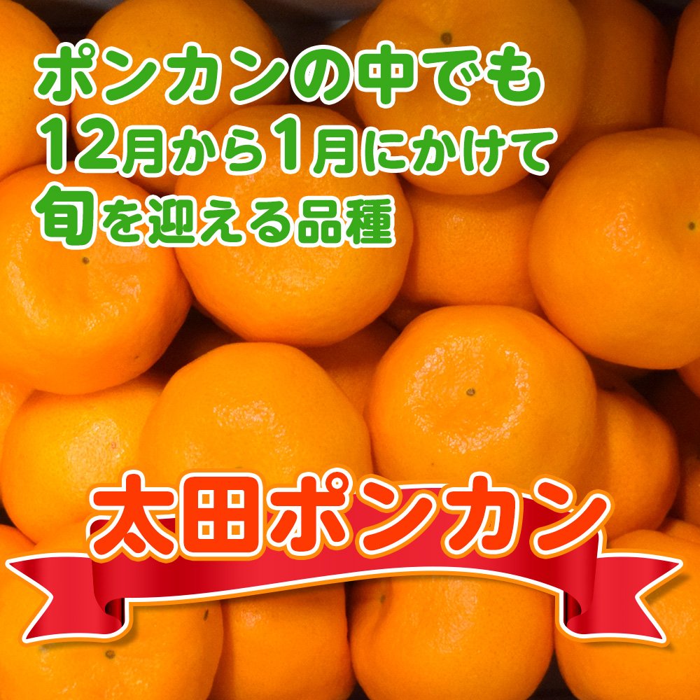 【1月配送】ポンカン　赤秀（最高級）　5kg　JAふじ伊豆　静岡県産 1381 ／ JAふじ伊豆 太田ポンカン 赤秀 贈り物 静岡県 東伊豆町