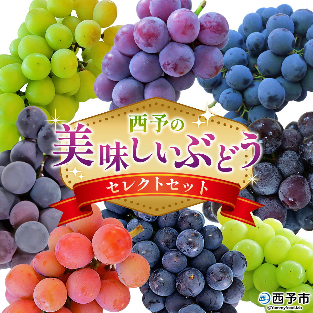 【ふるさと納税】＜西予の美味しいぶどう セレクトセット＞ 果物 くだもの フルーツ ぶどう 葡萄 ブドウ 選べる セット 詰め合わせ つめあわせ 食べ比べ お楽しみ おまかせ 野菜ソムリエ 食べて応援 特産品 産地直送 西予ぶどう倶楽部 愛媛県 西予市【冷蔵】
