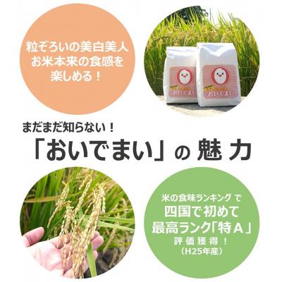 ふるさと納税 多度津町 多度津町産  おいでまい(白米8kg)【A-11】 |  | 02