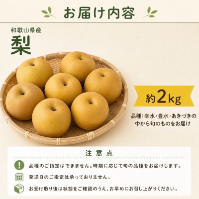 紀州和歌山産の梨　約2kg　化粧箱入【配送不可地域：離島・北海道・沖縄県】