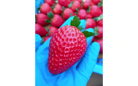 【3ヶ月定期便】栃木県芳賀町産いちご とちあいか290g(7～12粒)×2トレイ | 果物 フルーツ いちご 苺 イチゴ とちあいか ブランド 期間限定 季節限定 旬 国産 ※2026年1月上旬～4月