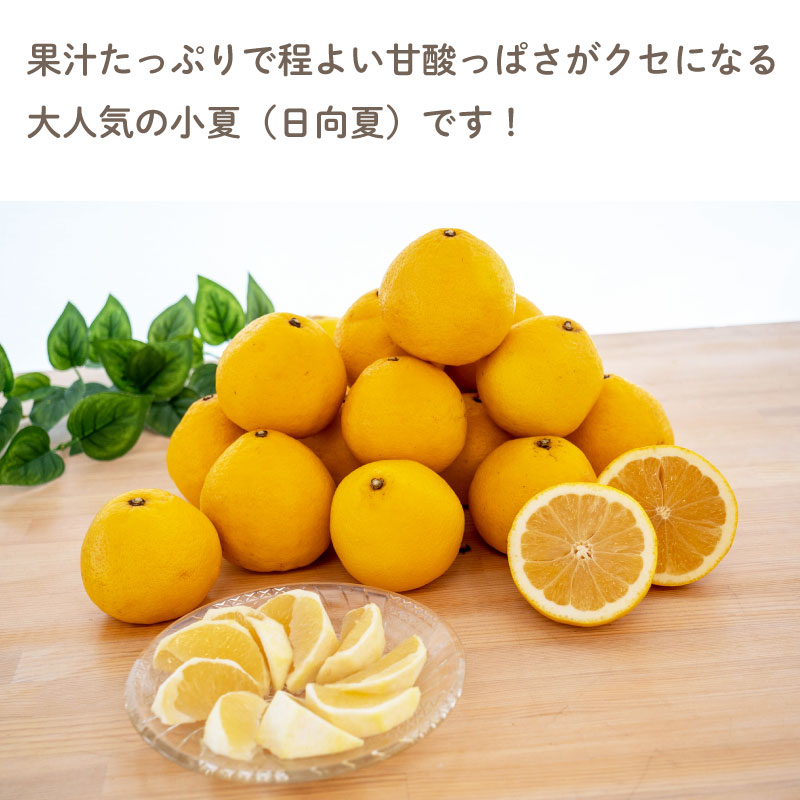 【定期便3回】 定期便 お試し 果物 定期便 ぽんかん 土佐 文旦 小夏 野菜 セット 季節 旬 フルーツ ゼリー アイス フルーツ定期便 旬の果物 旬のフルーツ 柑橘 蜜柑 みかん mikan 柑橘