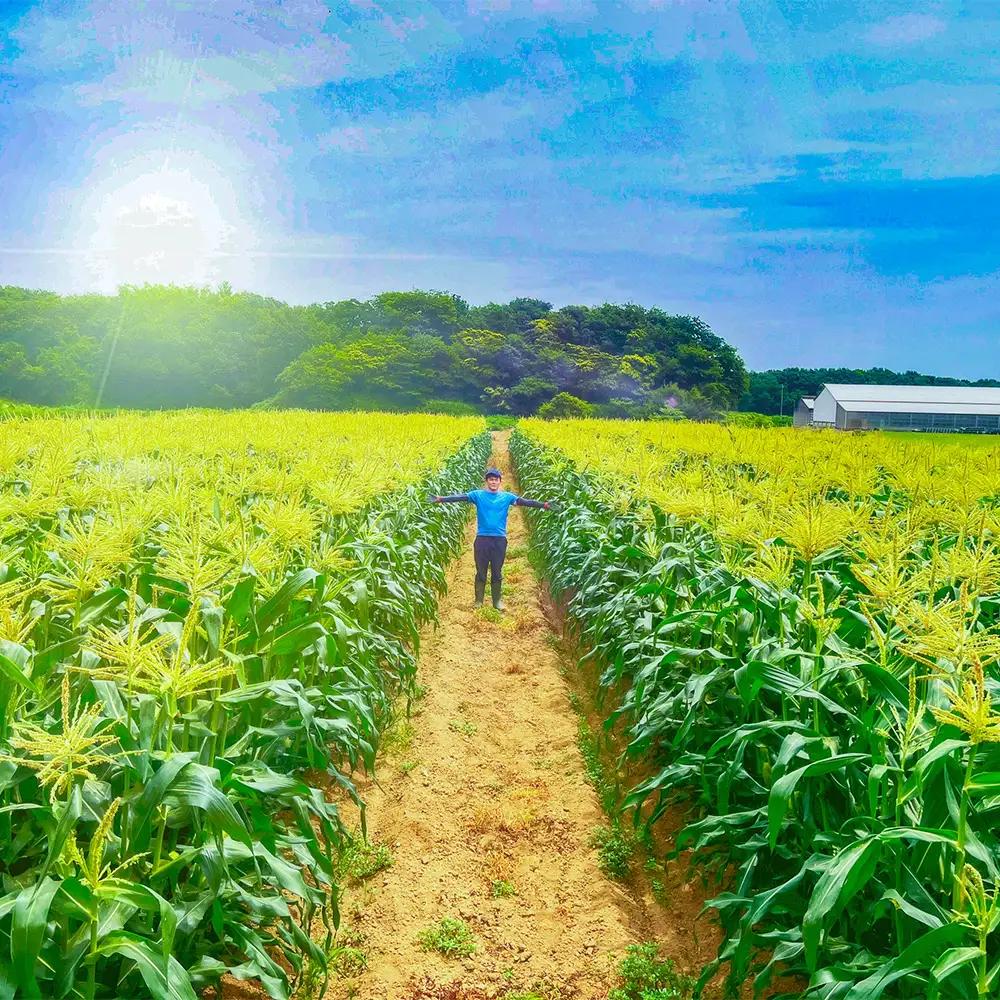 【深谷】とうもろこしの王様 ゴールドラッシュ 8本 3～4kg　【11218-1022】