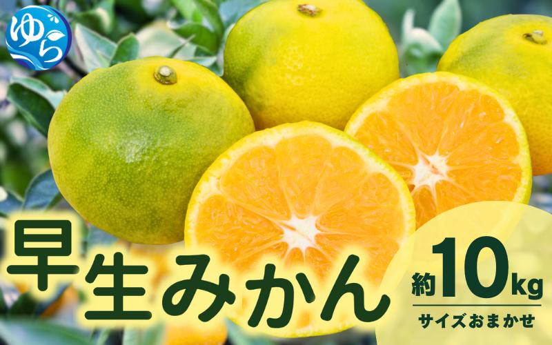 
由良早生みかん(サイズおまかせ)約10kg
