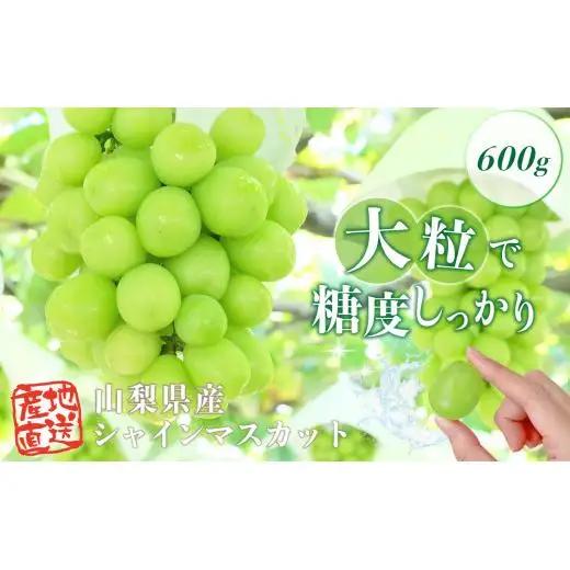 シャインマスカット　600g　2026年先行予約分　シャインマスカット