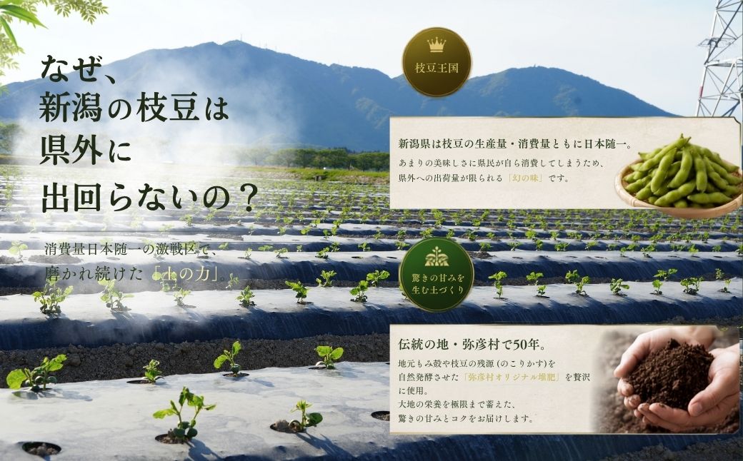 【先行予約】 朝どり新鮮 新潟 枝豆 えだまめ 茶豆 1kg | 特産品 野菜 おつまみ 晩酌 濃厚な甘さ お取り寄せ おすすめ プレゼント ギフト 贈答 贈り物 1キロ 新潟県 弥彦村 農事組合法人