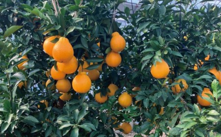 不知火 萩野農園の ハウス不知火 3kg 2L以上 9玉～12玉 みかん ミカン しらぬい 果物 くだもの フルーツ 旬 人気 農家直送 産地直送【2026年1月初旬から1月中旬までに順次発送】【mh