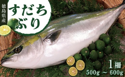 すだちぶり 柵状 500g 以上 2025年 10月から11月末まで発送 ｜ 先行予約 すだち ぶり 刺身 さしみ さかな  鰤 丼 ご飯 魚 柑橘 冷蔵 切り身 塩 焼き 産地直送 ブランド みかん ごはん 米 鮮度 新鮮 ブリ 下処理済み 便利 簡単 手間 なし 国産 人気 徳島 鳴門 なると