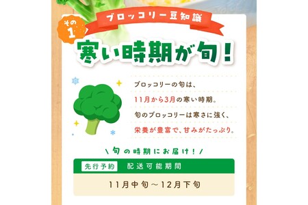 【先行予約】もりもり！ブロッコリー 約2kg（2025年11月中旬～発送）