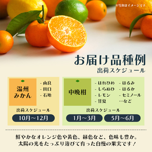 【8回 頒布会】みかん 柑橘類 定期便 彩り柑橘 8回 フルーツ フジカワ果樹園セレクト 果物 温州みかん 石地みかん 中晩柑 はれひめ 讃岐しらぬひ はるか レモン セミノール 甘夏柑 甘い 8ヶ月