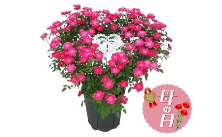 【先行予約】 母の日に！ つるバラ ハート リング仕立て 5号 2026年5月から順次発送 オンライン決済限定 花 花