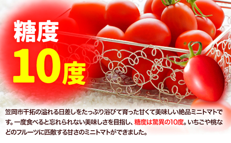 トマト ZEPPIN PRM1kg ミニトマト