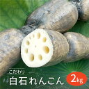 【ふるさと納税】【先行予約】【農家直送！】こだわり 白石れんこん 2kg【れんこんの家やました】レンコン 蓮根 白石町産 野菜 根菜 [IAW002]